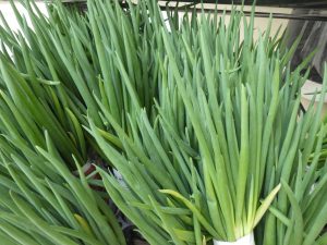 おいしそうな葉の千本ネギの苗
