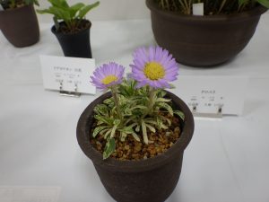 細かな葉に斑が入っているミヤマアズマギク