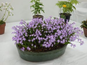 美しい薄紫の花がたくさん咲いているイワチドリの大株。