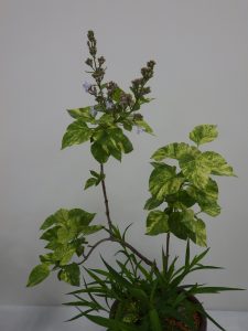 葉に黄色の斑が入った八重咲きのライラック