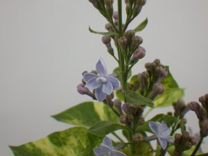 葉に黄色の斑が入った八重咲きのライラックの花のアップ。花弁の先がとんがっていて、薄青紫色の花もちょっと変わった感じです