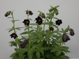 黒い花がたくさん咲いたクロユリの大鉢。