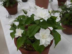 純白の八重咲きノエンレイソウ