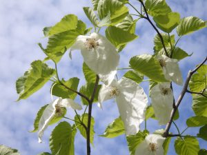 ハンカチノキのアップ。白い2枚の苞の中心にぼんぼりのような花の集合体があり、針のように見えるのが花