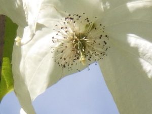 ハンカチノキの大アップ。ちょっとぼけてますが、針のようなおしべが出た花と雌しべが映っています