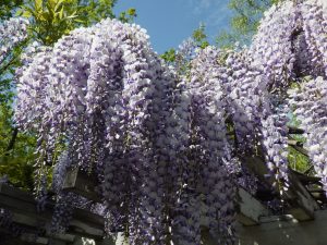 薄紫のフジも満開です。