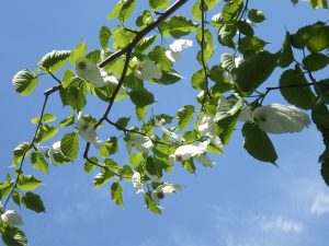 白い苞と淡い緑の葉が青い空に映えるハンカチノキ