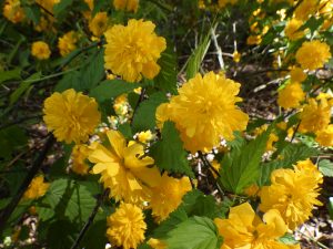 まっ黄色がまぶしい八重ヤマブキ