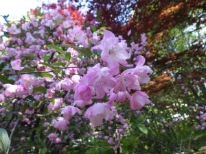 ピンクの花が満開のハナカイドウ