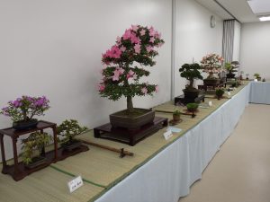 バラエティ盆栽展会場の様子。大小さまざまな盆栽が席飾りで展示されている。大きなサツキ盆栽も出品。　