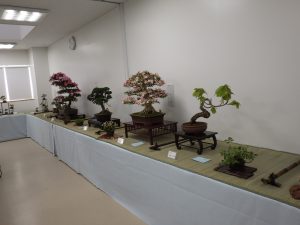 バラエティ盆栽の会場の様子。大きな盆栽は添えに大きめの鉢が並び、2鉢で席飾りを構成しているものが多いようです