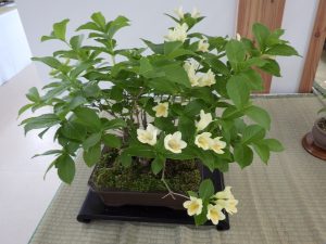 薄い黄色のラッパ型の花が咲くウコンウツギ