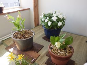 山野草だけの一席。花弁の下方がぷっくり膨らんだアツモリソウや、純白で八重咲の八重咲エンレイソウも展示。