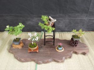 小さな盆栽ばかりの一席。それでも山野草はピンクのかわいらしい花をつけ、マツの盆栽は小さいながらもかっこよく枝を下げています。