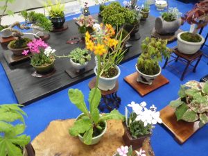 写真の真ん中にあるオレンジ色の花がクリンソウがありアッツザクラなどの美しい花の盆草が飾られている