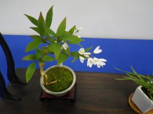 茶色の木の板に飾り付けてあるヒメウツギ