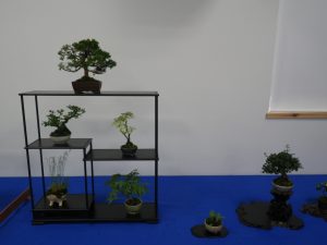 真柏や寄せ植えなどのミニ盆栽
