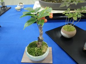 ミニ盆栽に仕上げたサクランボの木