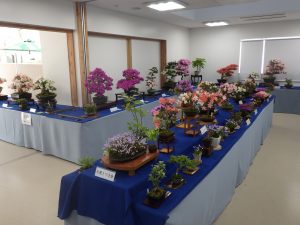 美しい樹姿で鮮やかに花咲くさつき盆栽w中心に展示されているさつき花季展