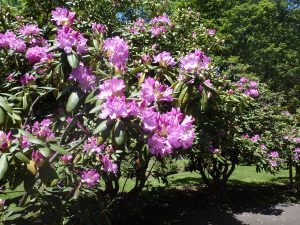 花木園の洋シャクは鮮やかな紫がかったピンクの花が開き始め、色づいたつぼみも見えます。