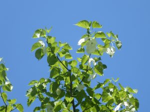 青い空に白い苞が見えますが、花が落ちて苞だけになってしまったハンカチノキです