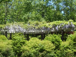 センターだよりと園内の開花情報