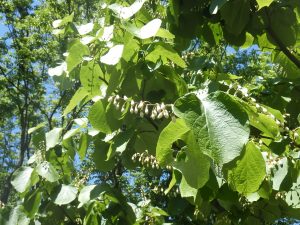 大きな葉の陰からまだ白い粒々が並んでいるだけのハクウンボク。