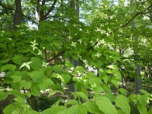 今年もたくさんの花をつけてくれているヤマボウシ。低い位置の写真なのでまだ緑がかっています。