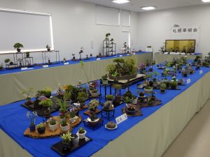 展示会の会場青い毛氈の上にミニ盆栽の鉢が並ぶ