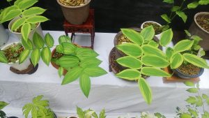 斑の入り方が違うオオタケシマラン