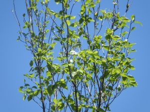 木の上のほうに数輪だけ咲いているハナミズキ