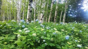 空色に色付いてきたシラカバ林に咲くアジサイ