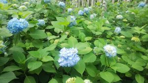 アップにした空色に色付いたアジサイ