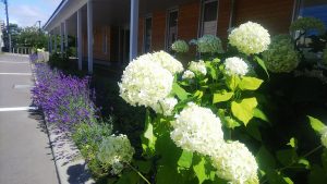 センター前に咲く白いアナベル