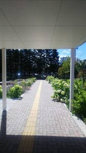 センター横の花壇沿い両側に咲くアナベル