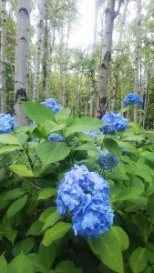 林の中でも特に真っ青に色付いたアジサイ