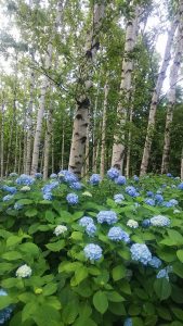 シラカバ林に咲く青さを増したアジサイは