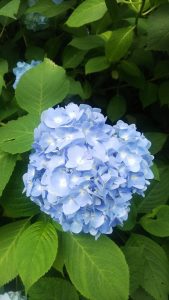 玉のように大輪で空色のアジサイ