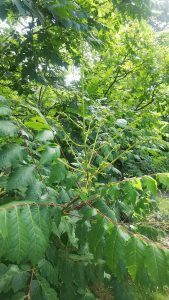 まだ蕾のモクゲンジ