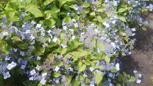 葉に白い斑が入ったガクアジサイ