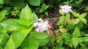 ガクの縁が濃いピンクに染まるガクアジサイ