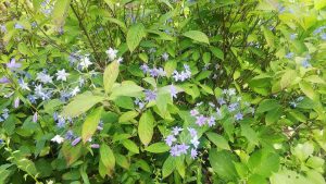 青紫色のガクアジサイ