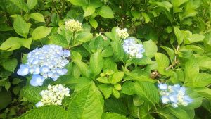 ガクの縁が青く染まってきたアジサイ