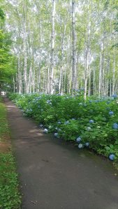 園路に迫り出して咲くアジサイ