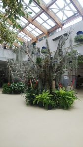 流木などに飾られたエアープランツ