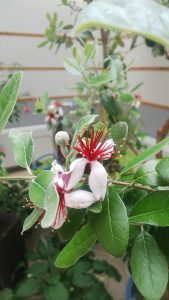 白い毛の生えた額に赤いしべが印象的なフェイジョアの花