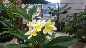 クリーム色の花がたくさん咲くプルメリア