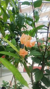 薄いオレンジ色の花が風鈴のように垂れ下がって咲くハイビスカス