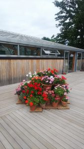 赤やピンクなど鮮やかなゼラニウム