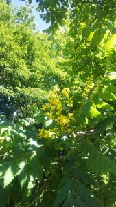 黄色い小花が房状に咲くモクゲンジ